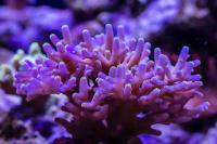 Acropora Lokani 20K Thumbnail