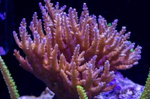 Purple Garf Bonsia Coral Thumbnail