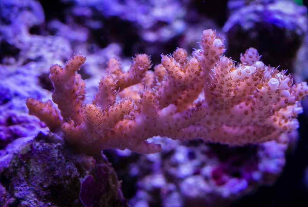 Acropora millepora