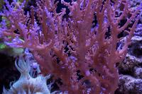 Red Dragon Acropora