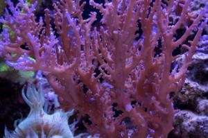 Red Dragon Acropora Thumbnail