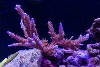 Acropora Coral Thumbnail