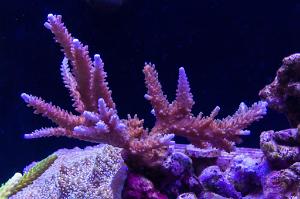 Acropora Coral