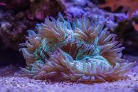 Elegance Coral Thumbnail