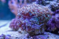 Bubble Coral Thumbnail