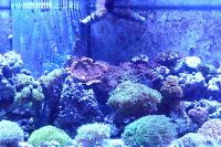 Reef Tank, February 12, 2015