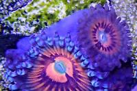 God of war zoanthid Thumbnail