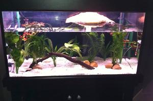 Turtle Tank Thumbnail