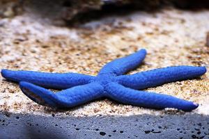 Blue Linckia Sea Star Thumbnail