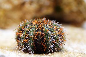 Collector Urchin Thumbnail