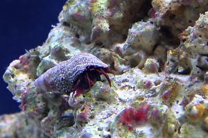 Mexican Red Leg Hermit Crab Thumbnail