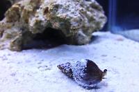 Nassarius Snail