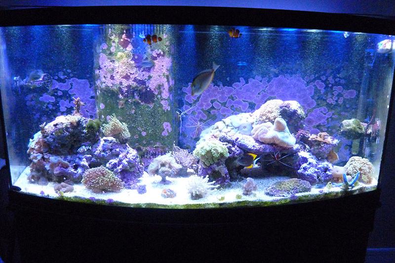 72G Reef Thumbnail