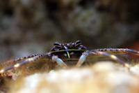 Sally Lightfoot Crab Thumbnail