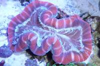 Brain Coral Trachyphyllia Thumbnail