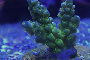 Acropora Tenuis Thumbnail