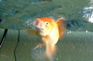 Goldfish Thumbnail