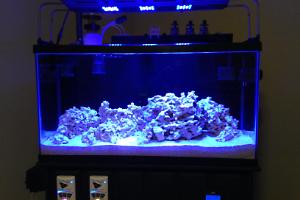 38 Mixed-Reef Thumbnail