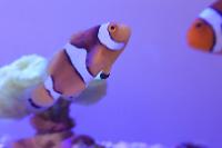 Orange Clownfish Thumbnail