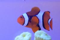 Orange Clownfish