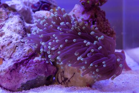 Torch Coral Thumbnail