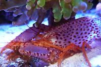 Debelius Purple Reef Lobster