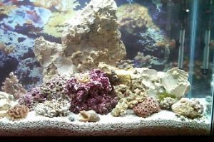 Reef Tank Thumbnail