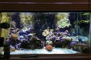 120 gallon reef Thumbnail