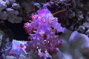 Carnation Tree Coral Thumbnail