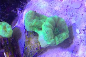 Candy Cane Coral Thumbnail