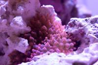 Rainbow Bubble Tip Anemone Thumbnail