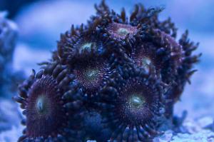 Zoanthid Thumbnail