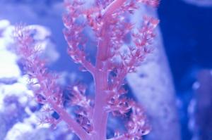 Kenya Tree Coral Thumbnail