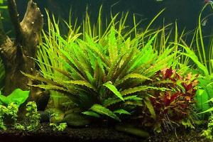 Cryptocoryne wendtii Thumbnail