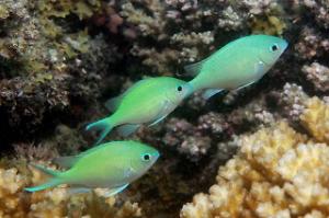 Green Chromis Thumbnail