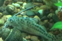 Four lined Pimelodella catfish Thumbnail