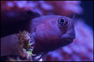 Bicolor Blenny Thumbnail