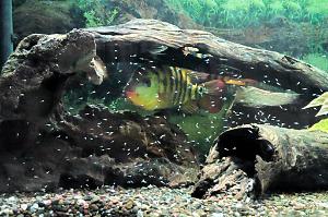  Arch's Cichlid Tank Thumbnail