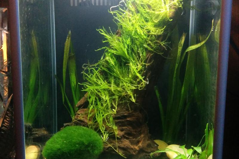 2 gallon planted shrimp tank Thumbnail