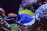 Powder blue tang Thumbnail