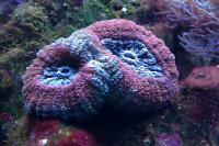 Brain Coral Lobophyllia Thumbnail