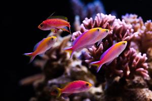 Sunset Anthias Thumbnail