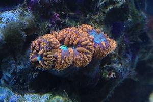 Big Polyp Blastomussa Coral Thumbnail