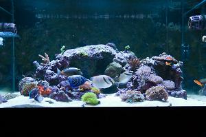 Matt's Display Tank Thumbnail