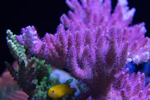 Clown Goby Yellow Thumbnail