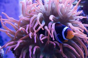 Ocellaris Clownfish Thumbnail