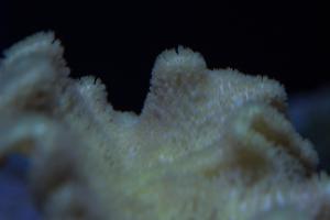 Yellow Fiji Leather Coral Thumbnail