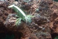 Bamboo Shrimp Thumbnail