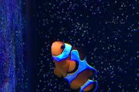 Picasso Clownfish