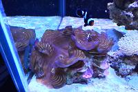 Squamosa Clam